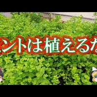 【注意喚起】奄美大島でミントを栽培、クラファン計画が進行！「これ悪意じゃなかったらなんなんだろう」