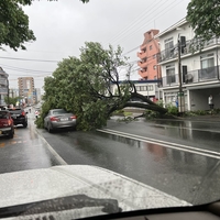 【事故】熊本市中央区 産業道路 渡鹿3丁目交差点付近で倒木！「事故？倒木で1台巻き込まれてます。」