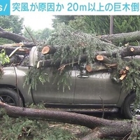 画像 群馬県 前橋市群馬大学医学部附属病院 の職員駐車場で杉の木の大木が倒木 車7台が下敷きに なる被害 突風か竜巻が原因か ひよこちゃんねる