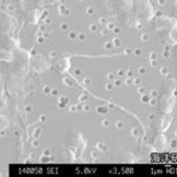 超朗報 ガソリンと同じ成分作る植物プランクトン発見 おっ Fuelわかめの夢再び ひよこちゃんねる