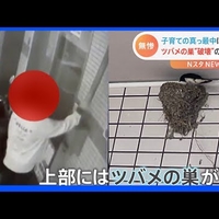 【激オコ胸糞動画】大阪の５人組、ツバメの巣を角材で破壊し猛ダッシュ！「うちは出入り少ないからツバメ巣つくってくれないだろうな」