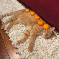【炎上】猫にみかんを載せた画像がSNSでバズる！猫に柑橘系は危険と炎上！「この記事のお宅、みかん農家さんだから、猫とみかんとの接触を断つとか多分無理だと思うんだよなあ…」