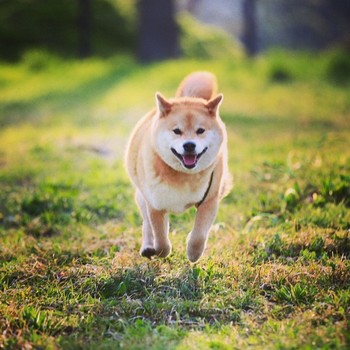 柴犬まる Japaneseclass Jp