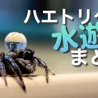 頭の上の「水滴」が気になって仕方のない蜘蛛がカワイイと話題!「思うように触れないポイントに何かある」 頭の上の「水滴」が気になって仕方のない蜘蛛がカワイイと話題!「思うように触れないポイントに何かある」