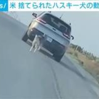 【動画】米テキサス州 道路に捨てられたハスキー犬が飼い主の車を追い掛ける動画がSNS上で話題に!→ 飼い主特定 逮捕!「最後まで面倒見切れないなら飼うなや外人!」 【動画】米テキサス州 道路に捨てられたハスキー犬が飼い主の車を追い掛ける動画がSNS上で話題に!→ 飼い主特定 逮捕!「最後まで面倒見切れないなら飼うなや外人!」