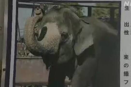 千葉県市原市の動物園「市原ぞうの国」でゾウ2頭が謎の 4頭も ...