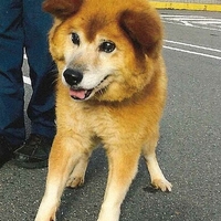 【悲報】「神ボランティア」無償で引き取った犬猫を虐待していた!「闇しかねえ。 そこらへん譲る前に見破れないのかね。今のルールじゃ無理だろうな。」 【悲報】「神ボランティア」無償で引き取った犬猫を虐待していた!「闇しかねえ。 そこらへん譲る前に見破れないのかね。今のルールじゃ無理だろうな。」